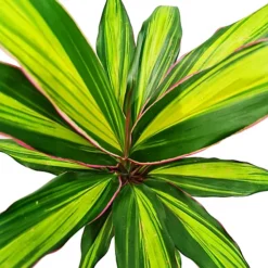 House Plant - Good Luck Plant - Kiwi - 12 Cm Pot Size - 30-40 Cm Tall - Cordyline Fruticosa - Indoor Plant -HOMCO Garden Shop house plant good luck plant kiwi 12 cm pot size 30 40 cm tall cordyline fruticosa indoor plant5061018810017 03c MP