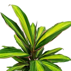 House Plant - Good Luck Plant - Kiwi - 12 Cm Pot Size - 30-40 Cm Tall - Cordyline Fruticosa - Indoor Plant -HOMCO Garden Shop house plant good luck plant kiwi 12 cm pot size 30 40 cm tall cordyline fruticosa indoor plant5061018810017 04c MP