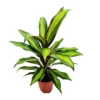 House Plant - Good Luck Plant - Kiwi - 19 Cm Pot Size - 50-70 Cm Tall - Cordyline Fruticosa - Indoor Plant -HOMCO Garden Shop house plant good luck plant kiwi 19 cm pot size 50 70 cm tall cordyline fruticosa indoor plant5061018815883 01c MP