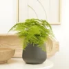 House Plant - Lace Fern - 12 Cm Pot Size - 30-40 Cm Tall - Asparagus Setaceus - Indoor Plant -HOMCO Garden Shop house plant lace fern 12 cm pot size 30 40 cm tall asparagus setaceus indoor plant5061018810123 01c MP