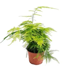 House Plant - Lace Fern - 12 Cm Pot Size - 30-40 Cm Tall - Asparagus Setaceus - Indoor Plant -HOMCO Garden Shop house plant lace fern 12 cm pot size 30 40 cm tall asparagus setaceus indoor plant5061018810123 02c MP