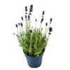 House Plant - Lavender - Purple - 10 Cm Pot Size - 10-20 Cm Tall - Lavendula - Indoor Plant -HOMCO Garden Shop house plant lavender purple 10 cm pot size 10 20 cm tall lavendula indoor plant5061018816279 01c MP