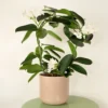 House Plant - Madagascar Jasmine - 12 Cm (Not In Flower) Pot Size - Stephanotis Floribunda - Indoor Plant -HOMCO Garden Shop house plant madagascar jasmine 12 cm not in flower pot size stephanotis floribunda indoor plant5061018815869 01c MP
