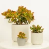 House Plant - Money Plant - Sunset - 8 Cm Pot Size - 10-20 Cm Tall - Crassula Ovata - Indoor Plant -HOMCO Garden Shop house plant money plant sunset 8 cm pot size 10 20 cm tall crassula ovata indoor plant5061018810826 01c MP