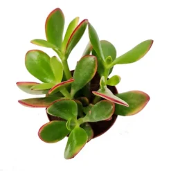 House Plant - Money Plant - Sunset - 8 Cm Pot Size - 10-20 Cm Tall - Crassula Ovata - Indoor Plant -HOMCO Garden Shop house plant money plant sunset 8 cm pot size 10 20 cm tall crassula ovata indoor plant5061018810826 02c MP