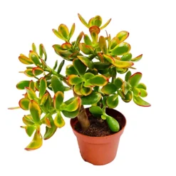House Plant - Money Plant - Sunset - 8 Cm Pot Size - 10-20 Cm Tall - Crassula Ovata - Indoor Plant -HOMCO Garden Shop house plant money plant sunset 8 cm pot size 10 20 cm tall crassula ovata indoor plant5061018810826 03c MP