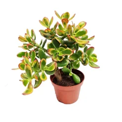 House Plant - Money Plant - Sunset - 8 Cm Pot Size - 10-20 Cm Tall - Crassula Ovata - Indoor Plant -HOMCO Garden Shop house plant money plant sunset 8 cm pot size 10 20 cm tall crassula ovata indoor plant5061018810826 04c MP