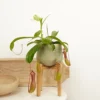 House Plant - Monkey Jars - Alata - 14 Cm (Free Pot Hanger) Pot Size - 30-40 Cm Tall - Nepenthes Alata - Indoor Plant -HOMCO Garden Shop house plant monkey jars alata 14 cm free pot hanger pot size 30 40 cm tall nepenthes alata indoor plant5061018810628 01c MP