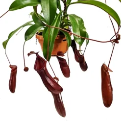 House Plant - Monkey Jars - Alata - 14 Cm (Free Pot Hanger) Pot Size - 30-40 Cm Tall - Nepenthes Alata - Indoor Plant -HOMCO Garden Shop house plant monkey jars alata 14 cm free pot hanger pot size 30 40 cm tall nepenthes alata indoor plant5061018810628 02c MP