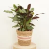 House Plant - Never Never Plant - Compact Star - 14 Cm Pot Size - 50-70 Cm Tall - Ctenanthe - Indoor Plant -HOMCO Garden Shop house plant never never plant compact star 14 cm pot size 50 70 cm tall ctenanthe indoor plant5061018810161 01c MP