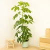 House Plant - Octopus Tree - 17 Cm Pot Size - 50-70 Cm Tall - Heptapleurum Actinopyllum - Indoor Plant -HOMCO Garden Shop house plant octopus tree 17 cm pot size 50 70 cm tall heptapleurum actinopyllum indoor plant5061018812295 01c MP