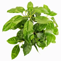 House Plant - Octopus Tree - 17 Cm Pot Size - 50-70 Cm Tall - Heptapleurum Actinopyllum - Indoor Plant -HOMCO Garden Shop house plant octopus tree 17 cm pot size 50 70 cm tall heptapleurum actinopyllum indoor plant5061018812295 02c MP