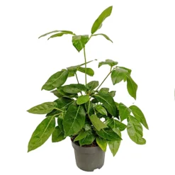 House Plant - Octopus Tree - 17 Cm Pot Size - 50-70 Cm Tall - Heptapleurum Actinopyllum - Indoor Plant -HOMCO Garden Shop house plant octopus tree 17 cm pot size 50 70 cm tall heptapleurum actinopyllum indoor plant5061018812295 04c MP