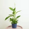 House Plant - Peace Lily - Alana - 12 Cm Pot Size - 20-30 Cm Tall - Spathiphyllum - Indoor Plant -HOMCO Garden Shop house plant peace lily alana 12 cm pot size 20 30 cm tall spathiphyllum indoor plant5061018811212 01c MP