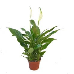 House Plant - Peace Lily - Alana - 12 Cm Pot Size - 20-30 Cm Tall - Spathiphyllum - Indoor Plant -HOMCO Garden Shop house plant peace lily alana 12 cm pot size 20 30 cm tall spathiphyllum indoor plant5061018811212 02c MP