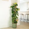 House Plant - Philo - Brasil - 12 Cm Pot Size - 10-20 Cm Tall - Philodendron Scandens - Indoor Plant -HOMCO Garden Shop house plant philo brasil 12 cm pot size 10 20 cm tall philodendron scandens indoor plant5061018813315 01c MP