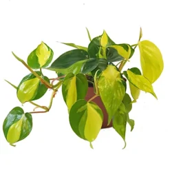 House Plant - Philo - Brasil - 12 Cm Pot Size - 10-20 Cm Tall - Philodendron Scandens - Indoor Plant -HOMCO Garden Shop house plant philo brasil 12 cm pot size 10 20 cm tall philodendron scandens indoor plant5061018813315 02c MP
