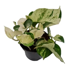 House Plant - Pothos - Manjula - 12 Cm Pot Size - 10-20 Cm Tall - Epipremnum Aureum - Indoor Plant -HOMCO Garden Shop house plant pothos manjula 12 cm pot size 10 20 cm tall epipremnum aureum indoor plant5061018812080 02c MP