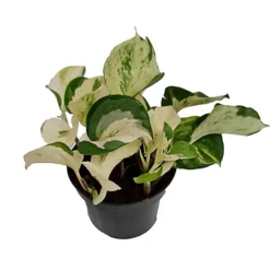 House Plant - Pothos - Manjula - 12 Cm Pot Size - 10-20 Cm Tall - Epipremnum Aureum - Indoor Plant -HOMCO Garden Shop house plant pothos manjula 12 cm pot size 10 20 cm tall epipremnum aureum indoor plant5061018812080 03c MP