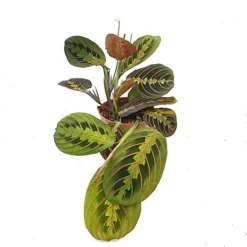 House Plant - Prayer Plant - Fascinator - 12 Cm Pot Size - 30-40 Cm Tall - Maranta Leuconeura - Indoor Plant -HOMCO Garden Shop house plant prayer plant fascinator 12 cm pot size 30 40 cm tall maranta leuconeura indoor plant5061018811014 02c MP