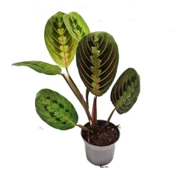 House Plant - Prayer Plant - Fascinator - 12 Cm Pot Size - 30-40 Cm Tall - Maranta Leuconeura - Indoor Plant -HOMCO Garden Shop house plant prayer plant fascinator 12 cm pot size 30 40 cm tall maranta leuconeura indoor plant5061018811014 03c MP