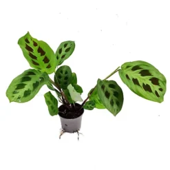 House Plant - Prayer Plant - Rabbit's Foot - 12 Cm Pot Size - 30-40 Cm Tall - Maranta Kerchoveana - Indoor Plant -HOMCO Garden Shop house plant prayer plant rabbit s foot 12 cm pot size 30 40 cm tall maranta kerchoveana indoor plant5061018812110 02c MP