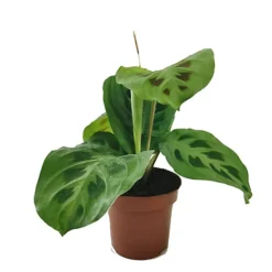 House Plant - Prayer Plant - Rabbit's Foot - 12 Cm Pot Size - 30-40 Cm Tall - Maranta Kerchoveana - Indoor Plant -HOMCO Garden Shop house plant prayer plant rabbit s foot 12 cm pot size 30 40 cm tall maranta kerchoveana indoor plant5061018812110 03c MP