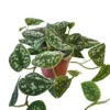 House Plant - Satin Pothos - 12 Cm Pot Size - 10-20 Cm Tall - Scindapsus Pictum Argyraeus - Indoor Plant -HOMCO Garden Shop house plant satin pothos 12 cm pot size 10 20 cm tall scindapsus pictum argyraeus indoor plant5061018810192 01c MP