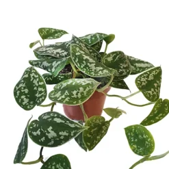 House Plant - Satin Pothos - 12 Cm Pot Size - 10-20 Cm Tall - Scindapsus Pictum Argyraeus - Indoor Plant -HOMCO Garden Shop house plant satin pothos 12 cm pot size 10 20 cm tall scindapsus pictum argyraeus indoor plant5061018810192 02c MP