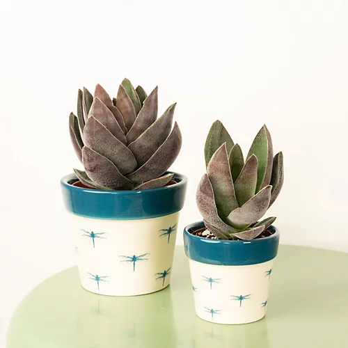 House Plant - Silver Dollar Plant - Lotus - 8 Cm Pot Size - Below 10 Cm Tall - Crassula Garnet - Indoor Plant 3 House Plant - Silver Dollar Plant - Lotus - 8 Cm Pot Size - Below 10 Cm Tall - Crassula Garnet - Indoor Plant