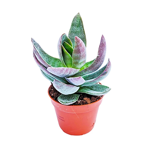 House Plant - Silver Dollar Plant - Lotus - 8 Cm Pot Size - Below 10 Cm Tall - Crassula Garnet - Indoor Plant 4 House Plant - Silver Dollar Plant - Lotus - 8 Cm Pot Size - Below 10 Cm Tall - Crassula Garnet - Indoor Plant - Image 2