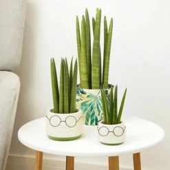 House Plant - Snake Plant - Cylindrica - 6 Cm Pot Size - 10-20 Cm Tall - Sansevieria Trifasciata - Indoor Plant