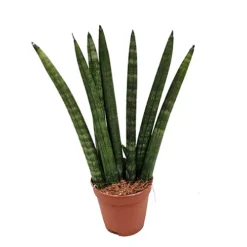House Plant - Snake Plant - Cylindrica - 6 Cm Pot Size - 10-20 Cm Tall - Sansevieria Trifasciata - Indoor Plant -HOMCO Garden Shop house plant snake plant cylindrica 6 cm pot size 10 20 cm tall sansevieria trifasciata indoor plant5061018810970 03c MP