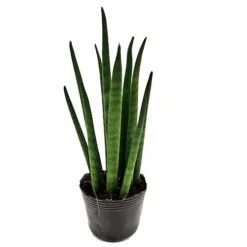 House Plant - Snake Plant - Cylindrica - 6 Cm Pot Size - 10-20 Cm Tall - Sansevieria Trifasciata - Indoor Plant -HOMCO Garden Shop house plant snake plant cylindrica 6 cm pot size 10 20 cm tall sansevieria trifasciata indoor plant5061018810970 04c MP