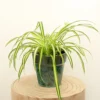 House Plant - Spider Plant - Atlantic - 12 Cm Pot Size - 30-40 Cm Tall - Chlorophytum Comosum - Indoor Plant -HOMCO Garden Shop house plant spider plant atlantic 12 cm pot size 30 40 cm tall chlorophytum comosum indoor plant5061018812462 01c MP