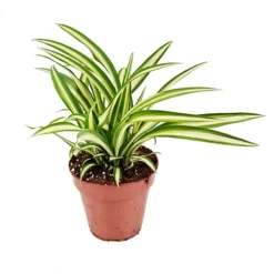 House Plant - Spider Plant - Atlantic - 12 Cm Pot Size - 30-40 Cm Tall - Chlorophytum Comosum - Indoor Plant -HOMCO Garden Shop house plant spider plant atlantic 12 cm pot size 30 40 cm tall chlorophytum comosum indoor plant5061018812462 02c MP