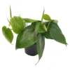 House Plant - Sweetheart Plant - 12 Cm Pot Size - 10-20 Cm Tall - Philodendron Scandens - Indoor Plant -HOMCO Garden Shop house plant sweetheart plant 12 cm pot size 10 20 cm tall philodendron scandens indoor plant5061018814176 01c MP
