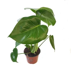 House Plant - Swiss Cheese Plant - 14 Cm Pot Size - 50-70 Cm Tall - Monstera Deliciosa - Indoor Plant -HOMCO Garden Shop house plant swiss cheese plant 14 cm pot size 50 70 cm tall monstera deliciosa indoor plant5061018810284 04c MP