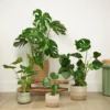 House Plant - Swiss Cheese Plant - 17 Cm Pot Size - 50-70 Cm Tall - Monstera Deliciosa - Indoor Plant -HOMCO Garden Shop house plant swiss cheese plant 17 cm pot size 50 70 cm tall monstera deliciosa indoor plant5061018810291 01c MP