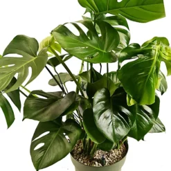 House Plant - Swiss Cheese Plant - 17 Cm Pot Size - 50-70 Cm Tall - Monstera Deliciosa - Indoor Plant -HOMCO Garden Shop house plant swiss cheese plant 17 cm pot size 50 70 cm tall monstera deliciosa indoor plant5061018810291 02c MP