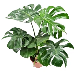 House Plant - Swiss Cheese Plant - 17 Cm Pot Size - 50-70 Cm Tall - Monstera Deliciosa - Indoor Plant -HOMCO Garden Shop house plant swiss cheese plant 17 cm pot size 50 70 cm tall monstera deliciosa indoor plant5061018810291 03c MP