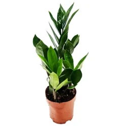 House Plant - ZZ Plant - 12 Cm Pot Size - 30-40 Cm Tall - Zamioculcas Zamiifolia - Indoor Plant -HOMCO Garden Shop house plant zz plant 12 cm pot size 30 40 cm tall zamioculcas zamiifolia indoor plant5061018810697 02c MP