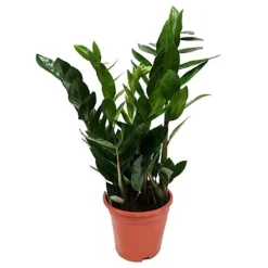House Plant - ZZ Plant - 12 Cm Pot Size - 30-40 Cm Tall - Zamioculcas Zamiifolia - Indoor Plant -HOMCO Garden Shop house plant zz plant 12 cm pot size 30 40 cm tall zamioculcas zamiifolia indoor plant5061018810697 03c MP