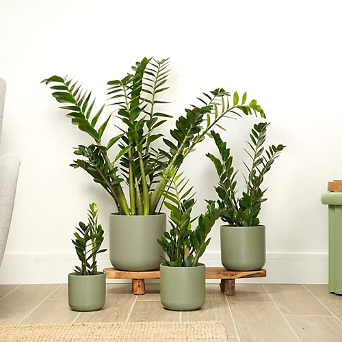 House Plant - ZZ Plant - 14 Cm Pot Size - 50-70 Cm Tall - Zamioculcas Zamiifolia - Indoor Plant 3 House Plant - ZZ Plant - 14 Cm Pot Size - 50-70 Cm Tall - Zamioculcas Zamiifolia - Indoor Plant