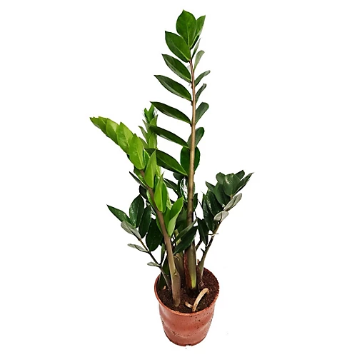 House Plant - ZZ Plant - 14 Cm Pot Size - 50-70 Cm Tall - Zamioculcas Zamiifolia - Indoor Plant 5 House Plant - ZZ Plant - 14 Cm Pot Size - 50-70 Cm Tall - Zamioculcas Zamiifolia - Indoor Plant - Image 3