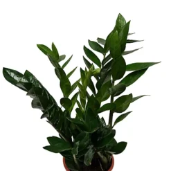 House Plant - ZZ Plant - 14 Cm Pot Size - 50-70 Cm Tall - Zamioculcas Zamiifolia - Indoor Plant 9 House Plant - ZZ Plant - 14 Cm Pot Size - 50-70 Cm Tall - Zamioculcas Zamiifolia - Indoor Plant -HOMCO Garden Shop house plant zz plant 14 cm pot size 50 70 cm tall zamioculcas zamiifolia indoor plant5061018810703 04c MP