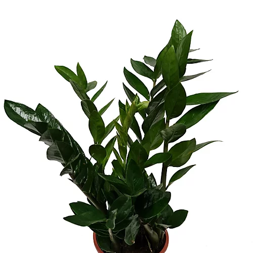 House Plant - ZZ Plant - 14 Cm Pot Size - 50-70 Cm Tall - Zamioculcas Zamiifolia - Indoor Plant 6 House Plant - ZZ Plant - 14 Cm Pot Size - 50-70 Cm Tall - Zamioculcas Zamiifolia - Indoor Plant - Image 4