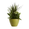Houseplant Arrangement In 17cm Assorted Ceramic Pot -HOMCO Garden Shop houseplant arrangement in 17cm assorted ceramic pot3663602497318 02c bq