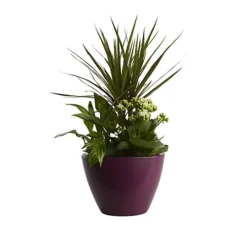 Houseplant Arrangement In 17cm Assorted Ceramic Pot -HOMCO Garden Shop houseplant arrangement in 17cm assorted ceramic pot3663602497318 21c bq