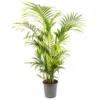 Howea Forsteriana - Indoor House Plant For Home Office, Kitchen, Living Room - Potted Houseplant (140-160cm) -HOMCO Garden Shop howea forsteriana indoor house plant for home office kitchen living room potted houseplant 140 160cm 5059442035533 01c MP